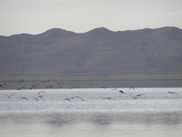 Migratory Birds at the Great Salt Lake