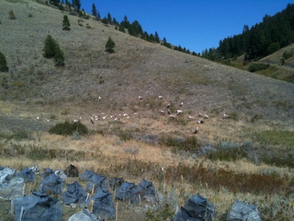 Competition cages at Trisky Site with Big-Horn Sheep grazing nearby