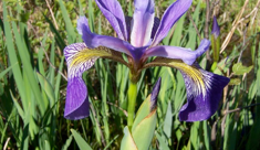Blueflag iris (Iris versicolor) in a bog at UNDERC-East
