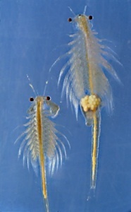 Brine shrimp; male (left) and female (right)