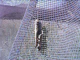 Ageneotettix deorum grasshopper on cage netting