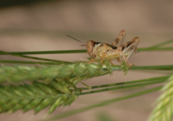 Melanoplus sanguinipes nymph on Agropyron cristatum grass