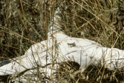 Grasshopper on bison skull